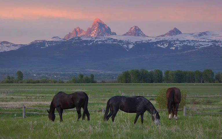 Greg Geffner - Teton Horses Photo