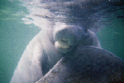 Greg Geffner, baby manatee photo