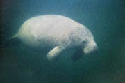 Greg Geffner, manatee deep under water photo