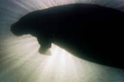 Greg Geffner, manatee with sun beams photo